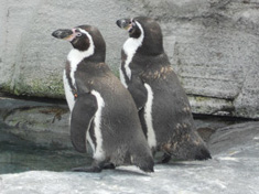 旭山動物園とペンギン
