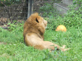 旭山動物園とライオン